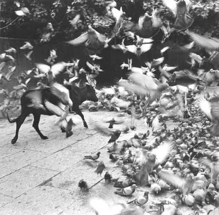Graciela Iturbide, Bull Walking through Birds, Jaipur, India, 1999
