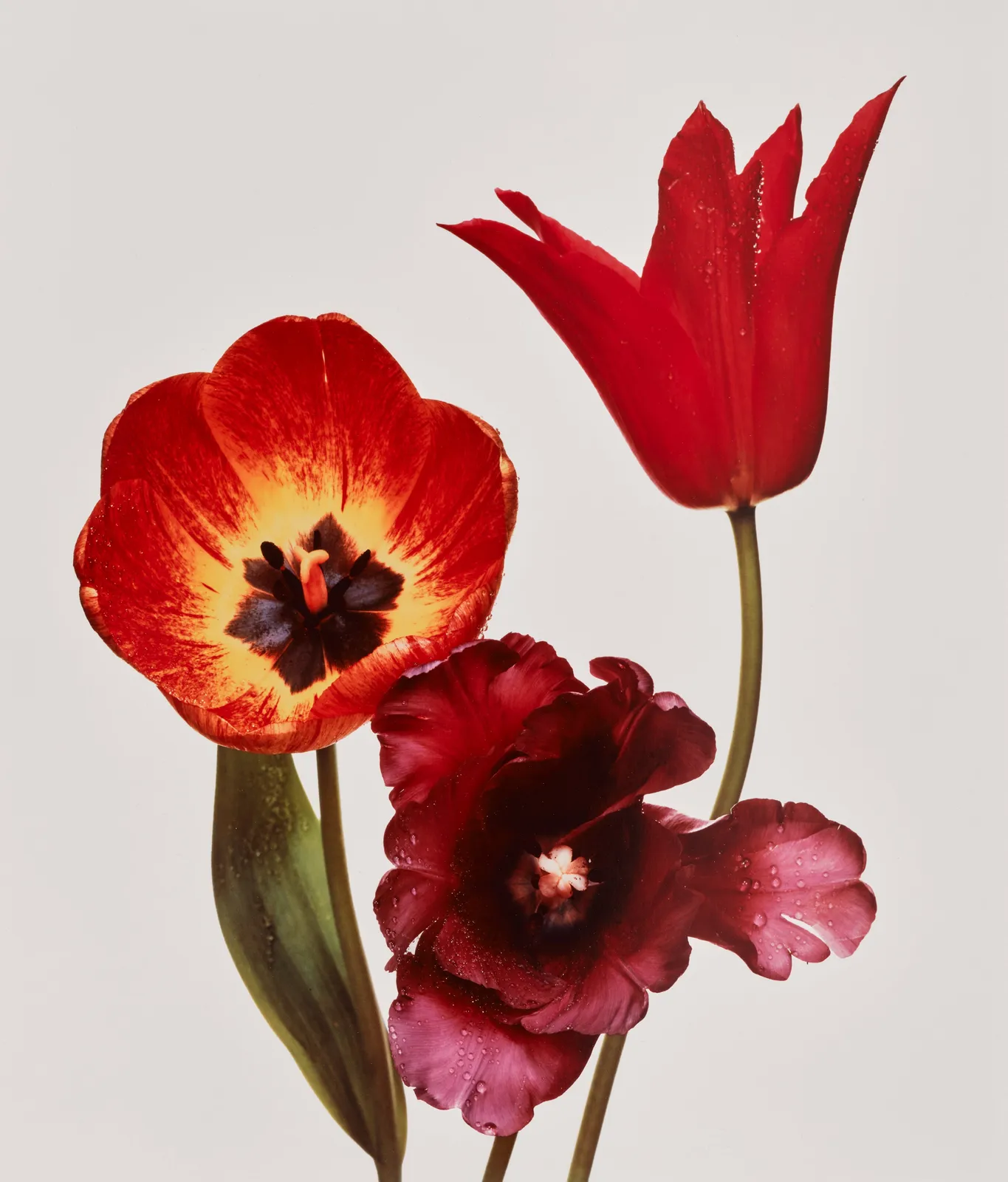 Irving Penn, Three Tulips ‘Red Shine’, ‘Black Parrot’, ‘Gudoshnik’, New York, 1967