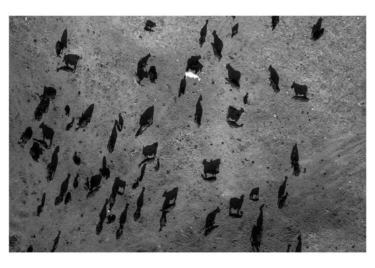 Tomas van Houtryve, Stock & Drought, 2013