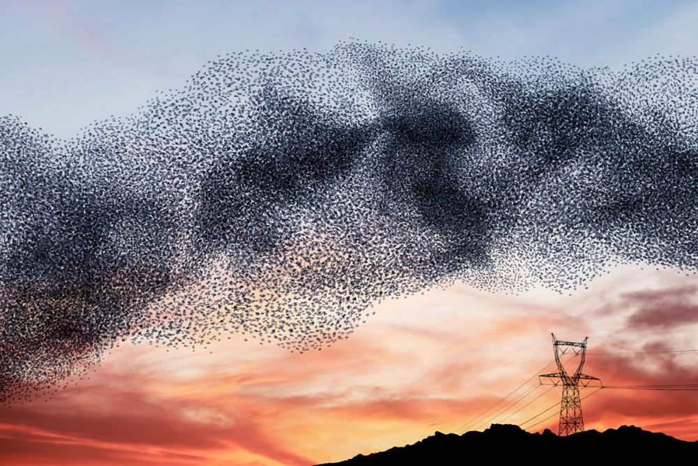 Alain Delorme, Murmuration #09, 2014
