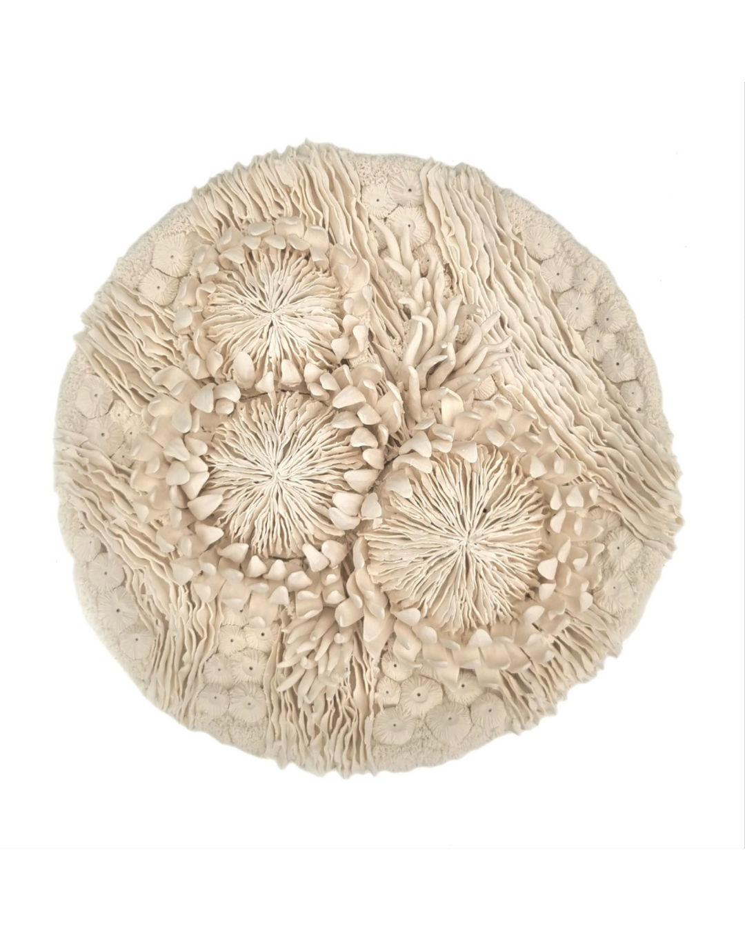 Erum Aamir, Hortus Albus II, 2025