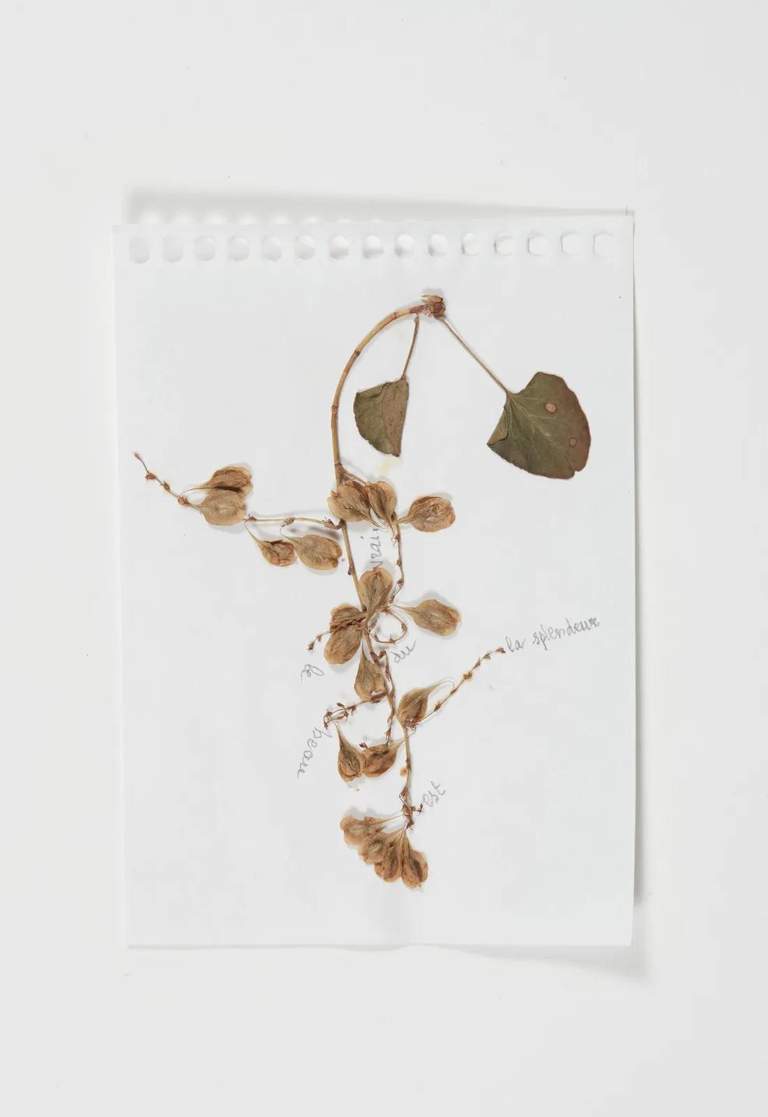 Sabine Monirys, Le beau est la splendeur du vrai