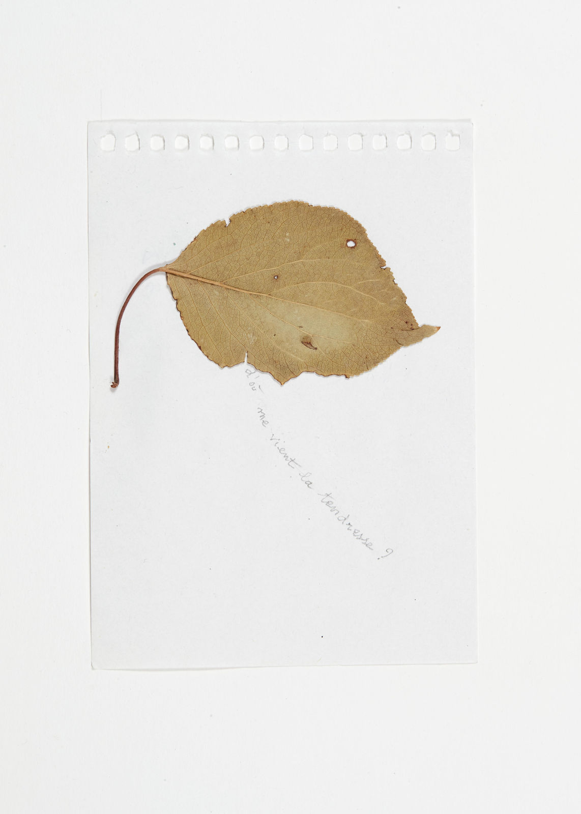 Sabine Monirys, D’où me vient la tendresse ?