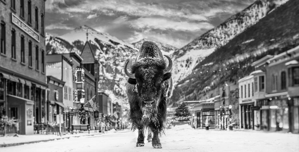 David Yarrow, The Bison on Main, 2023