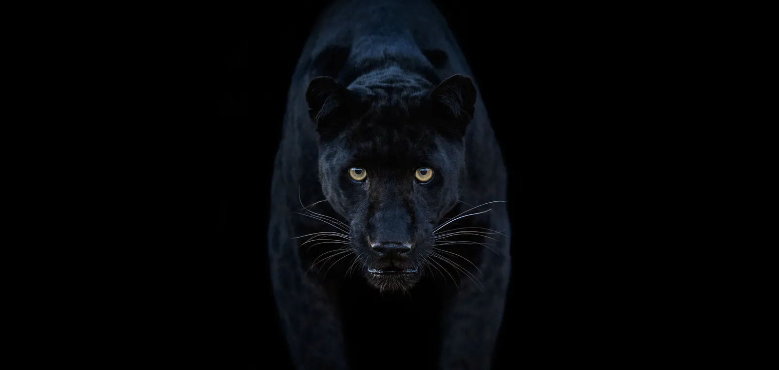 David Yarrow, Black Magic (Colour) (Standard), 2025