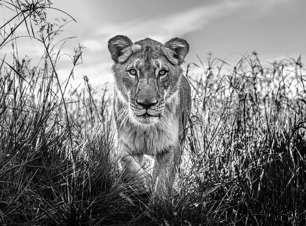 David Yarrow, The Hunter, 2022