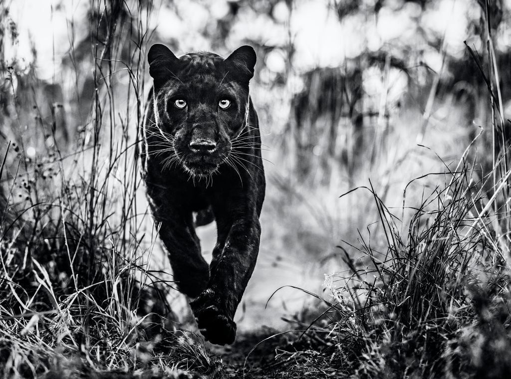 David Yarrow, Black Panther Returns, 2019