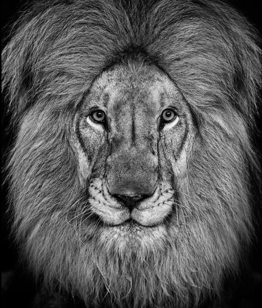 David Yarrow, The King's Speech, 2022
