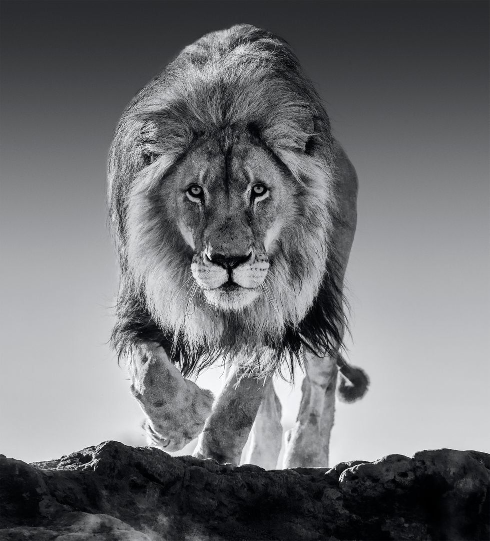 David Yarrow, Genesis, 2018