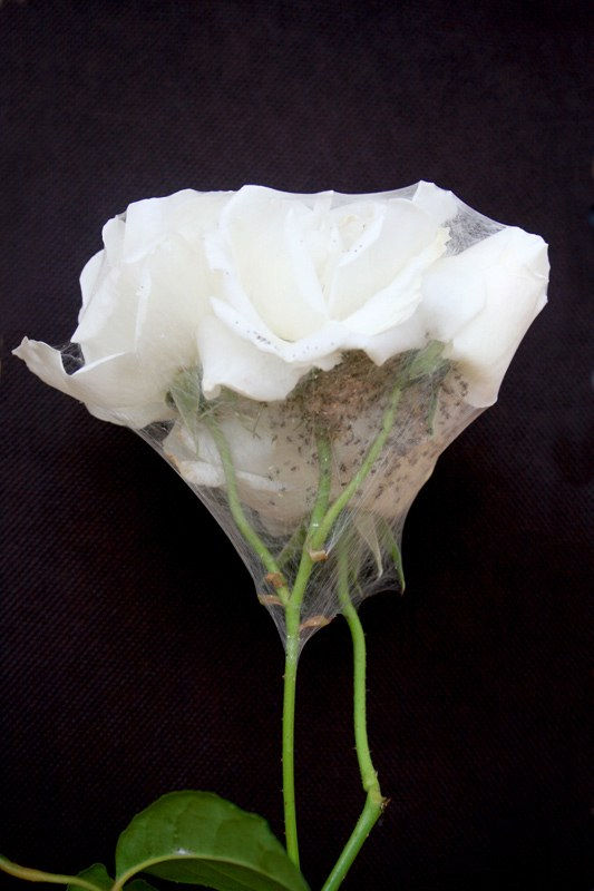 Karena Way, Rosae Floribunda, 2009