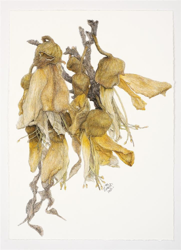 Liam Gerrard, Tawari St, Mt Eden I, 2024