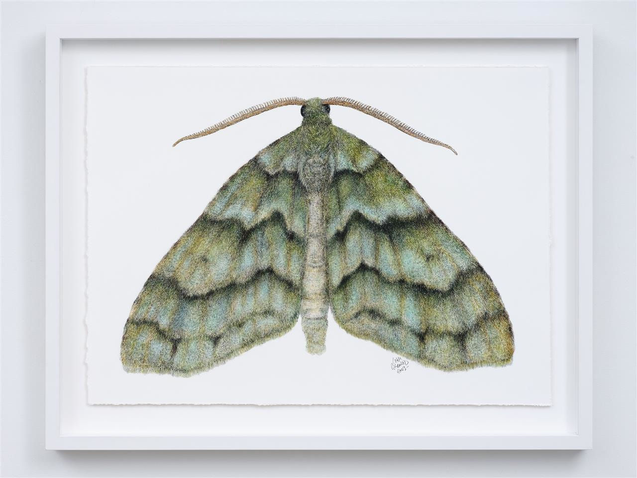 Liam Gerrard, Tatosoma Iestevata, 2023