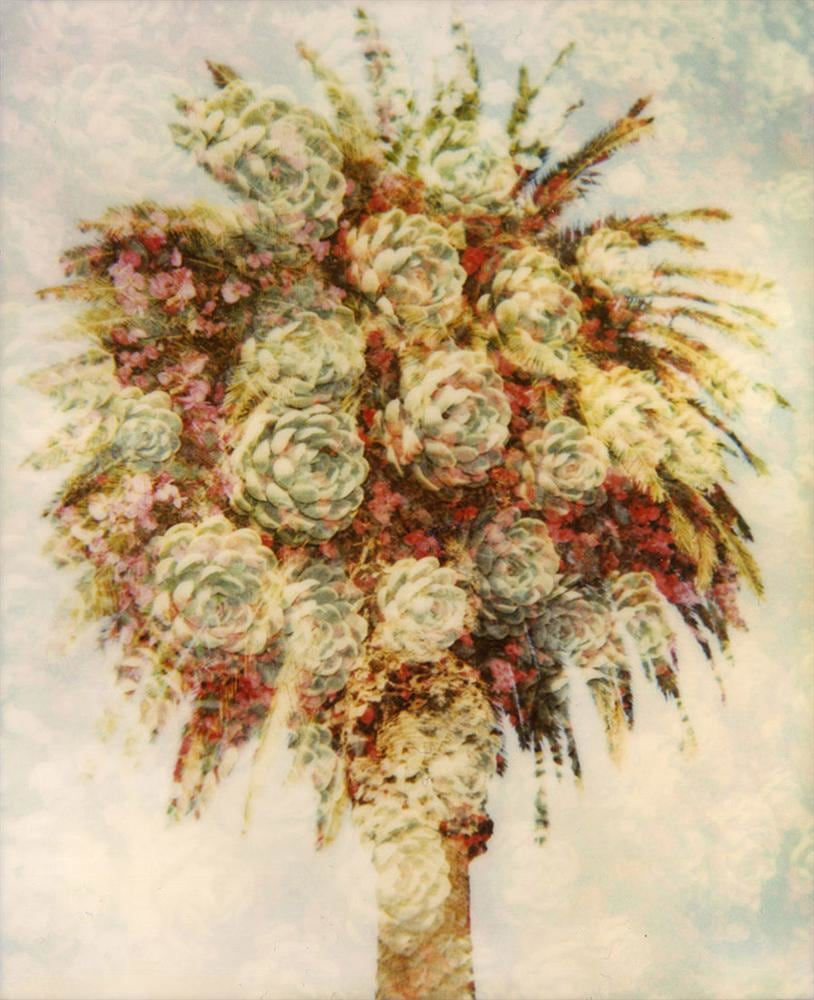 Paul Hartigan, Champagne Palm, 2010
