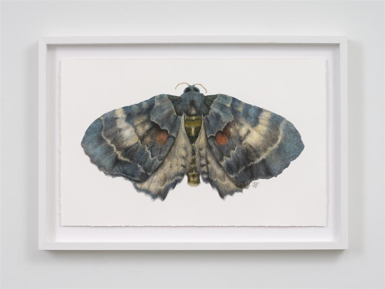 Liam Gerrard, Elvia Glaucata, 2022