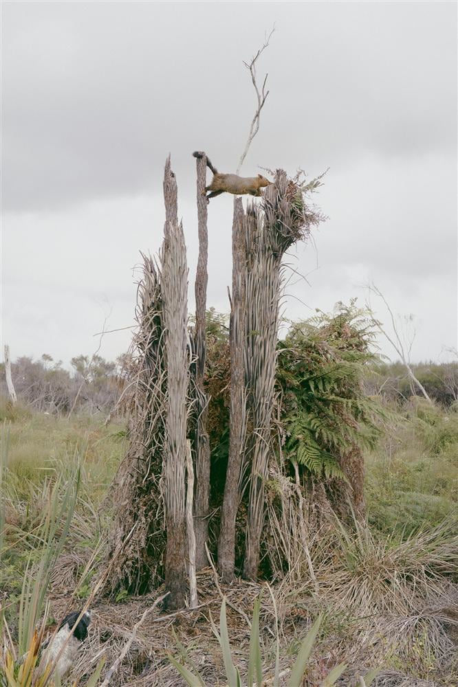 Kate van der Drift, Possum, Eastern Margin, 2018