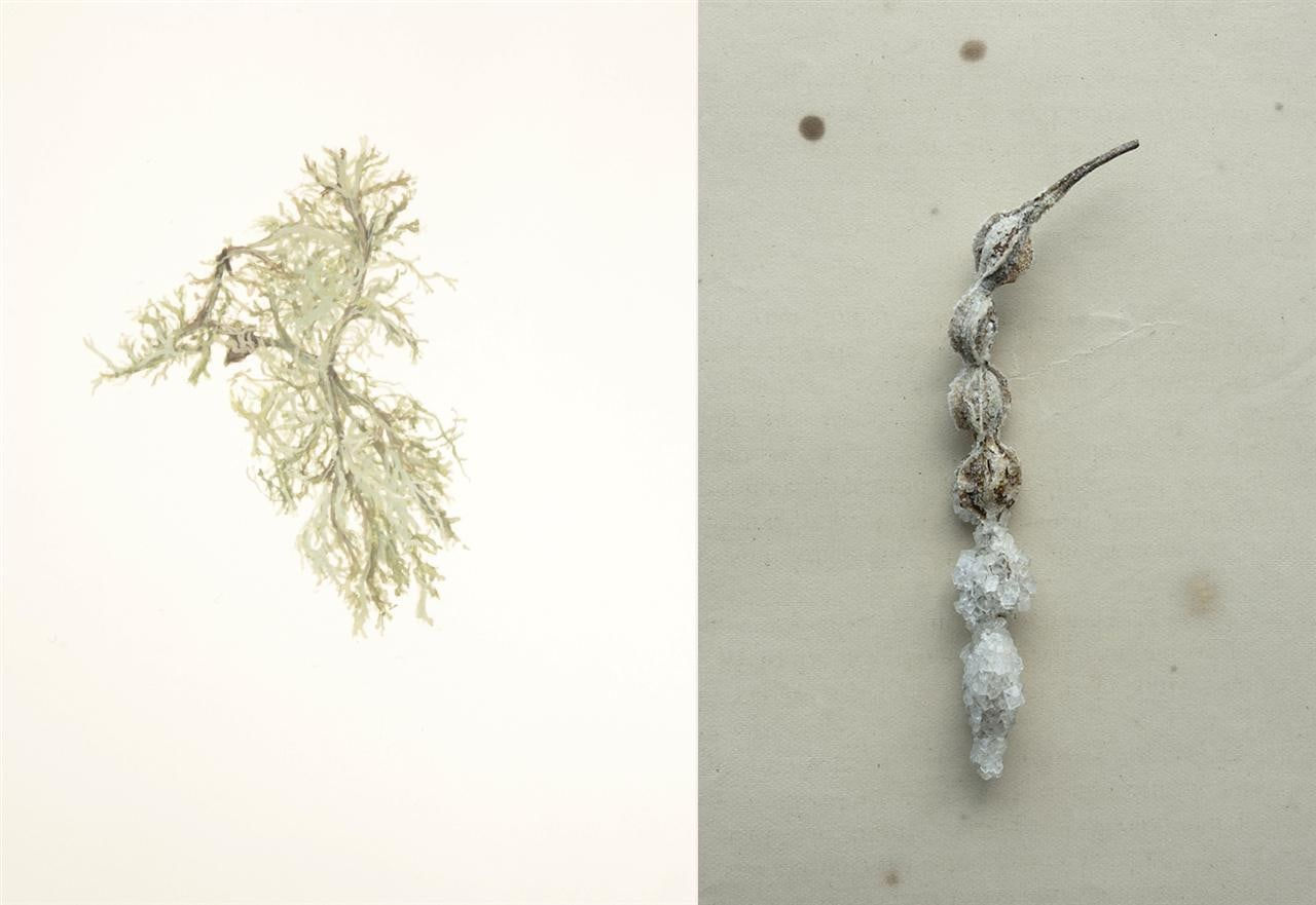 Harriet Reihanna, Heinengaro, 2018