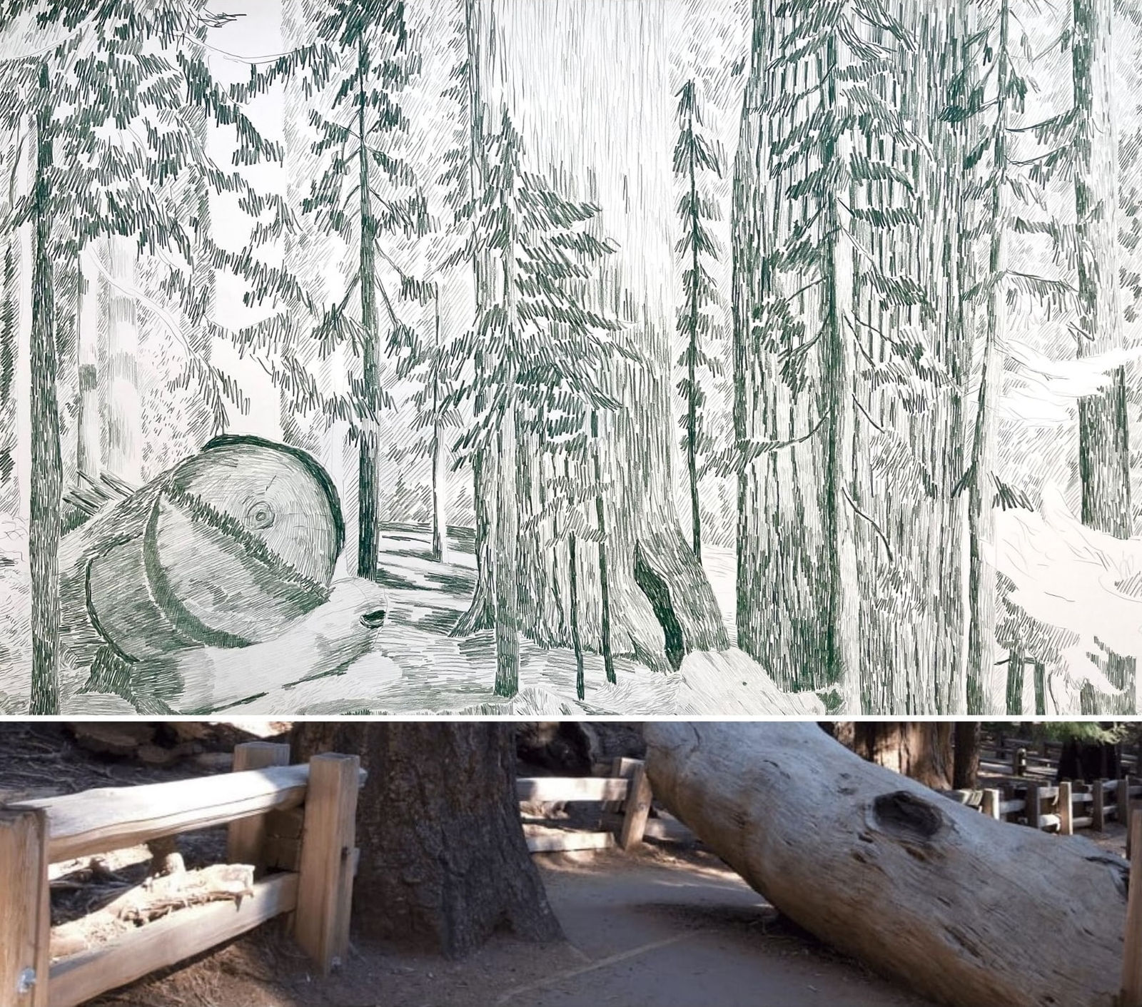 Gabriela Albergaria (Portugal/Belgium), Sequoia National Park #1, 2023