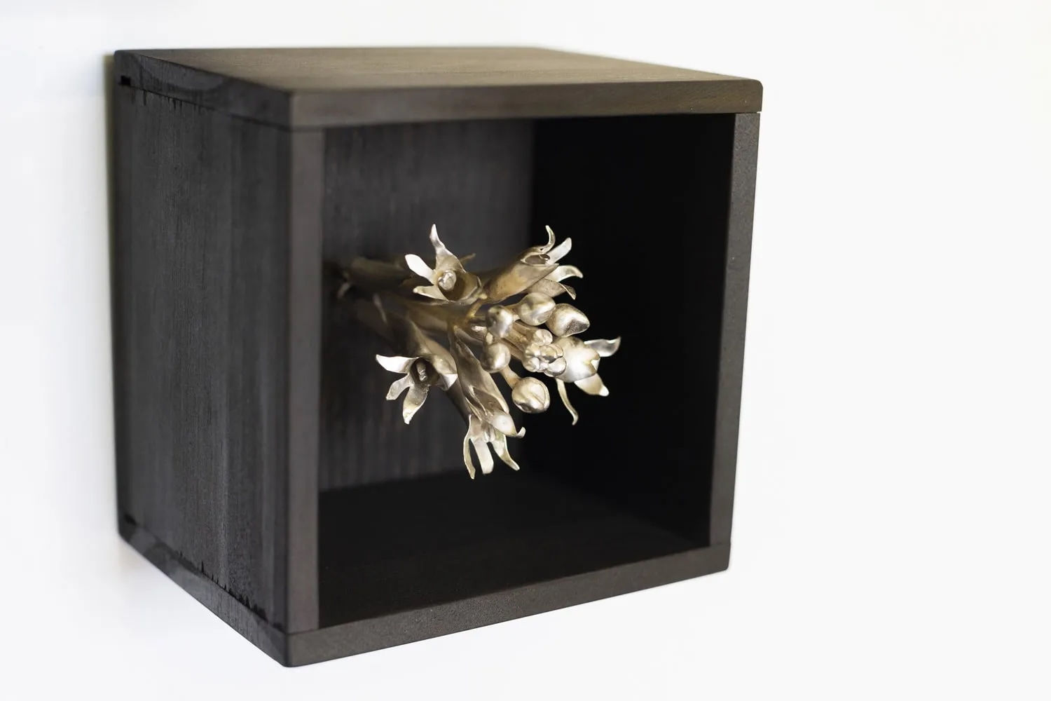 Sophie Carnell, Conospermum hookeri / Tasmanian smokebush, 2023