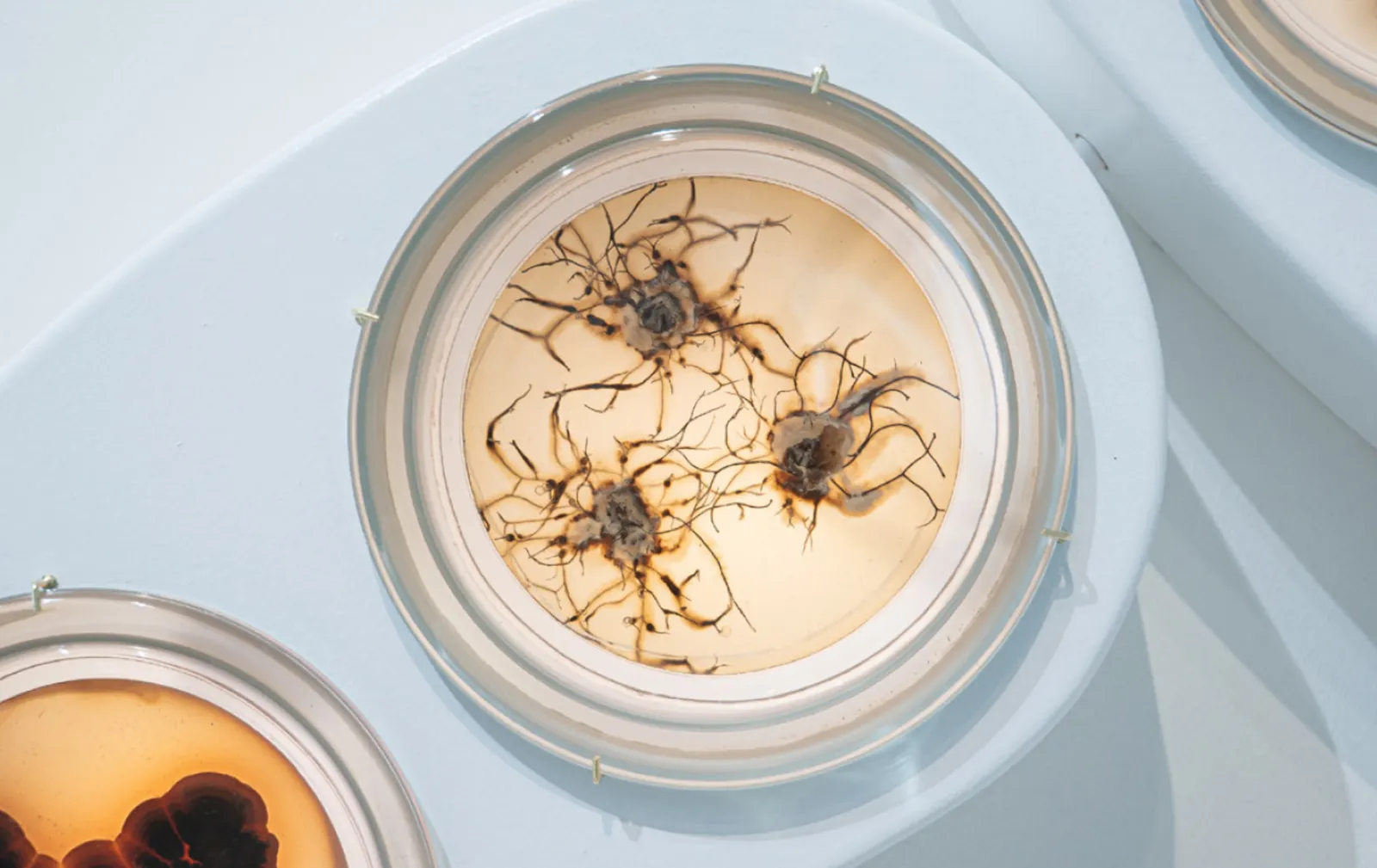 Rhoda Ting & Mikkel Bojesen, Rhizome 1, 2023