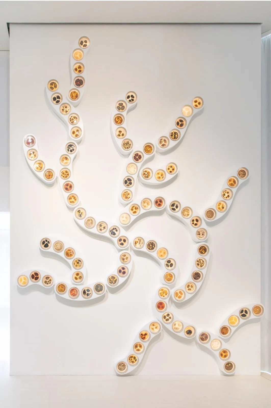 Rhoda Ting & Mikkel Bojesen, Rhizome 1, 2023