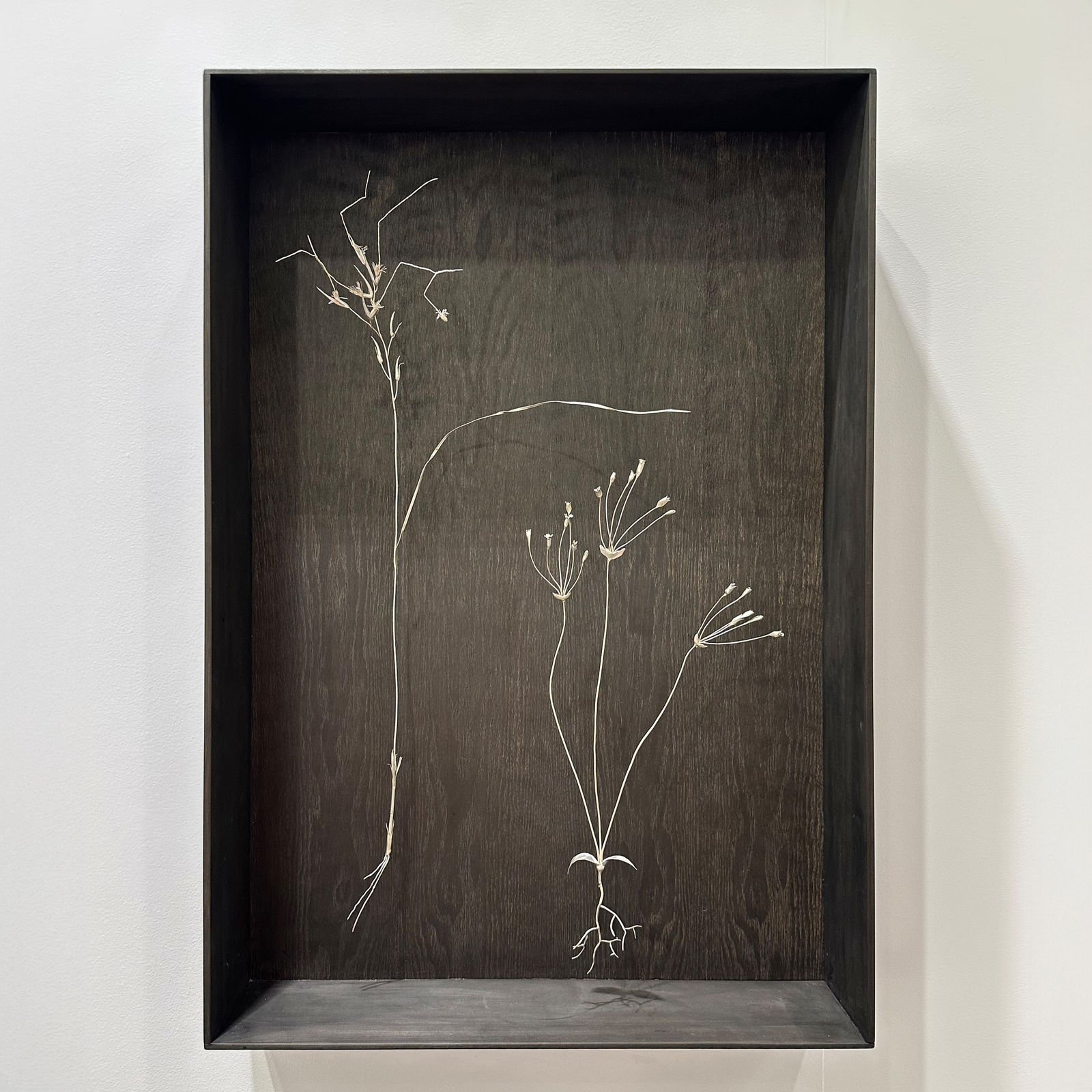 Sophie Carnell, Phyllangium divergens / Wiry mitrewort & Austrostipa blackii / Crested speargrass, 2023