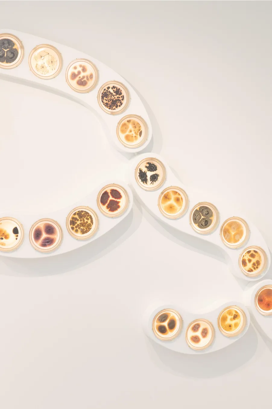 Rhoda Ting & Mikkel Bojesen, Rhizome 1, 2023