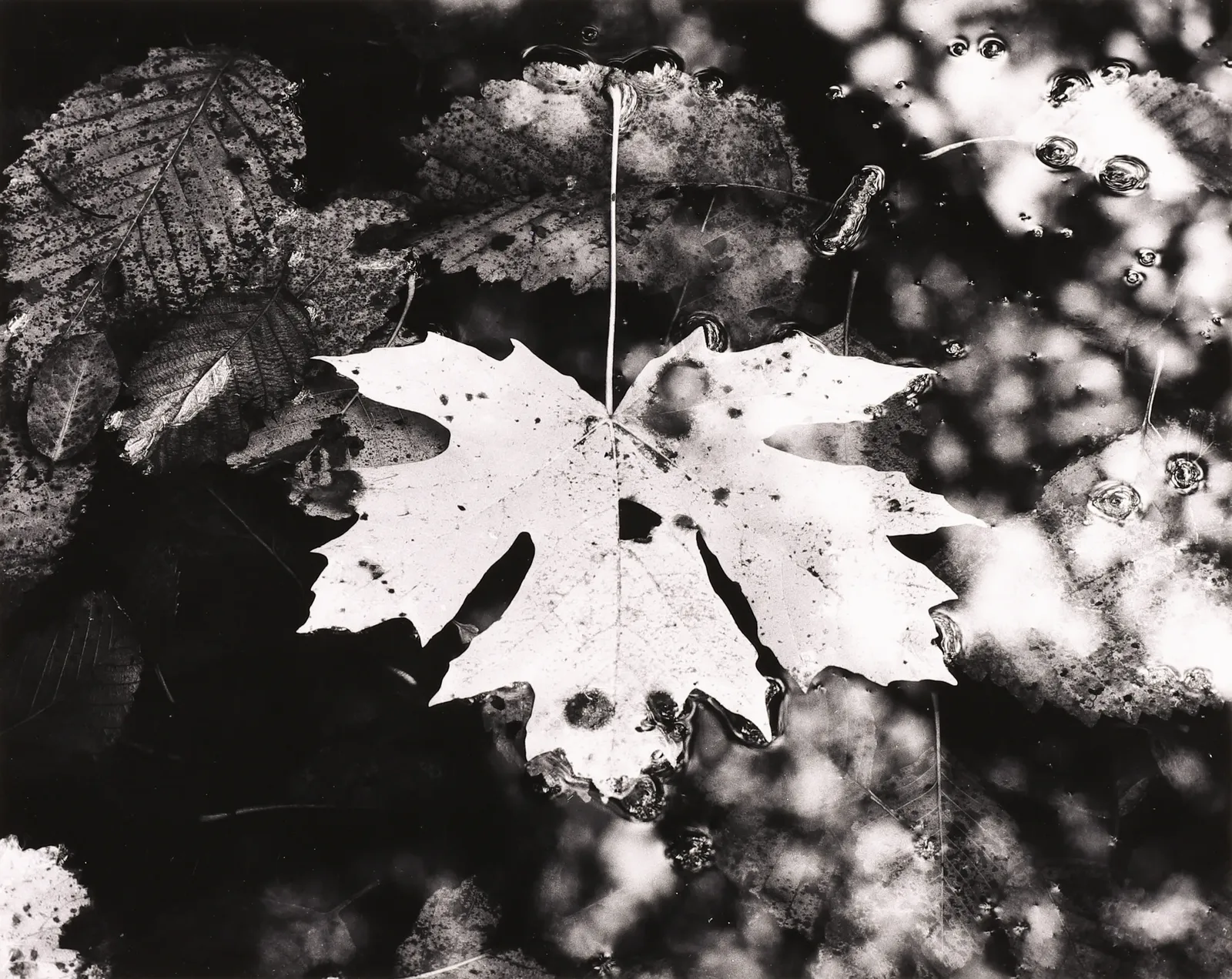 Robert K. Byers, Near Coos Bay, Oregon, 1976