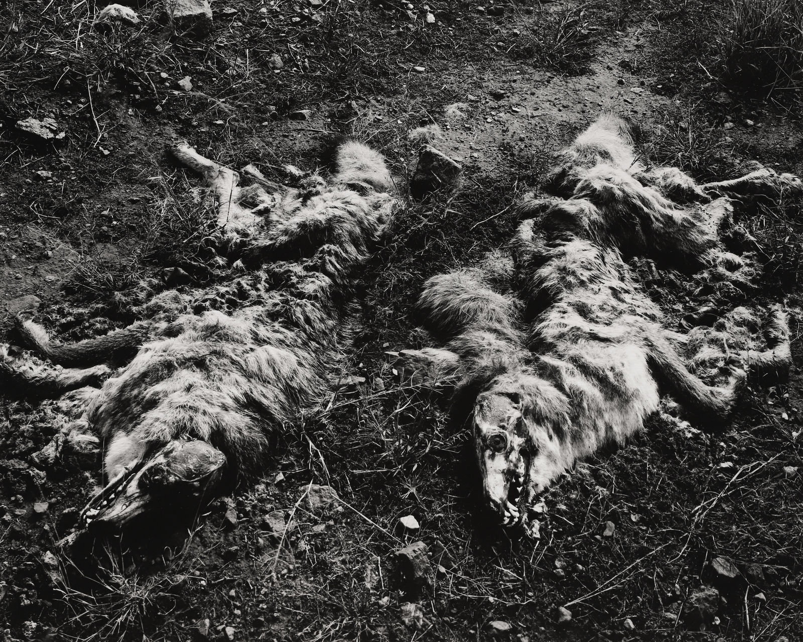 Frederick Sommer, Dead Coyotes, 1941