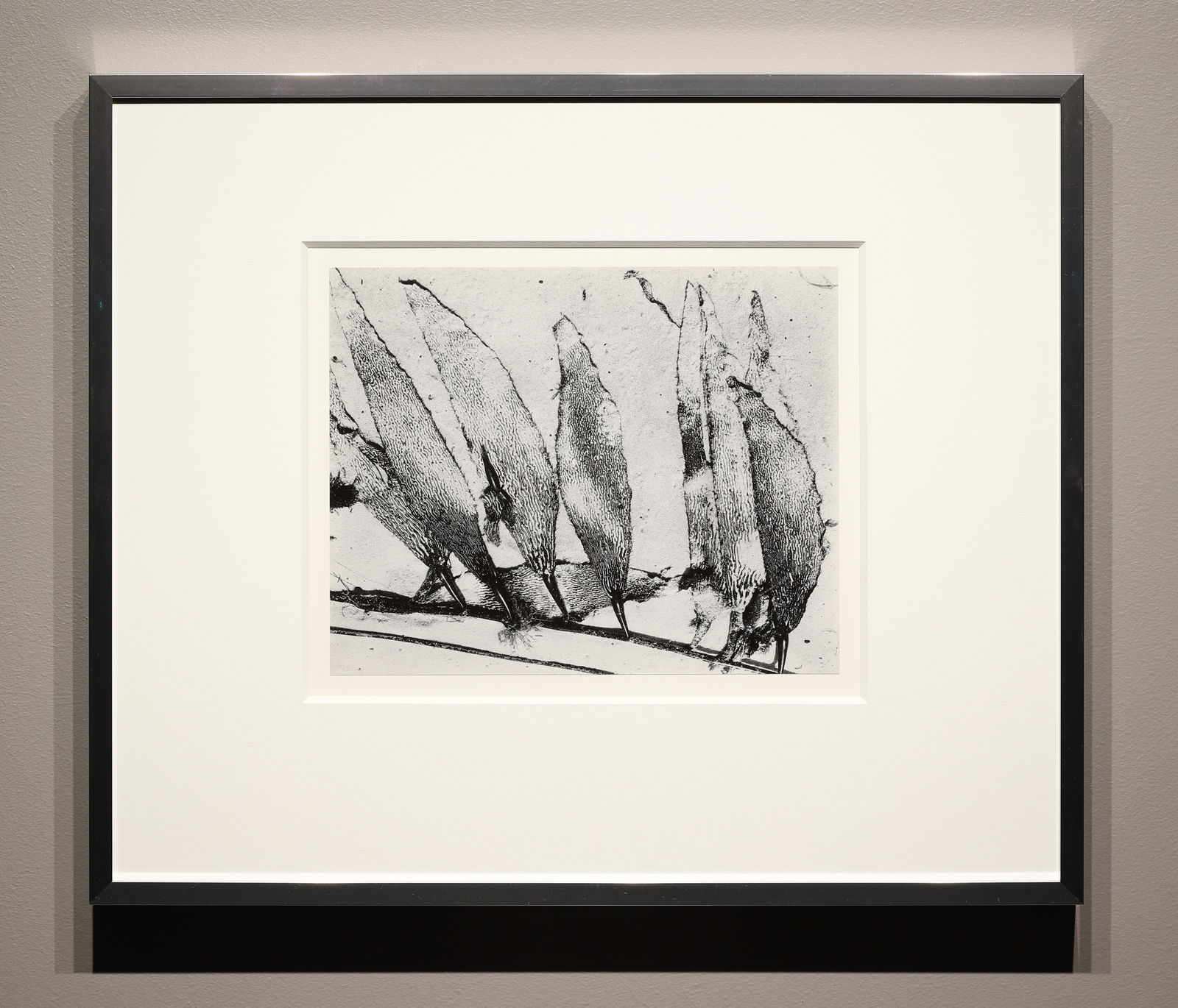 Edward Weston, Seaweed, Carmel, 1930