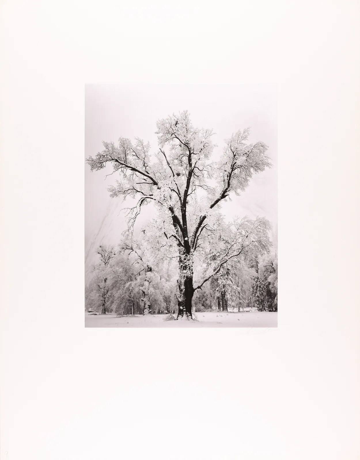 Ansel Adams, Oak Tree, Snow Storm, Yosemite, 1948