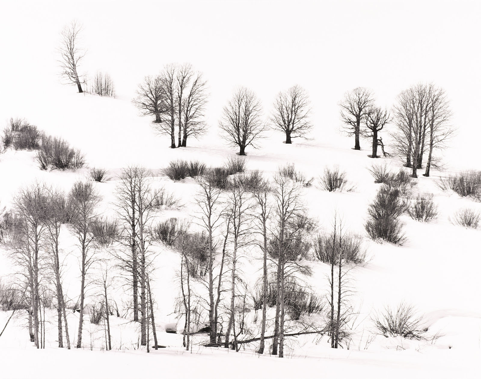 Robert K. Byers, Trees in Snow, Conway Summit, Above Mono Lake, CA, 1983