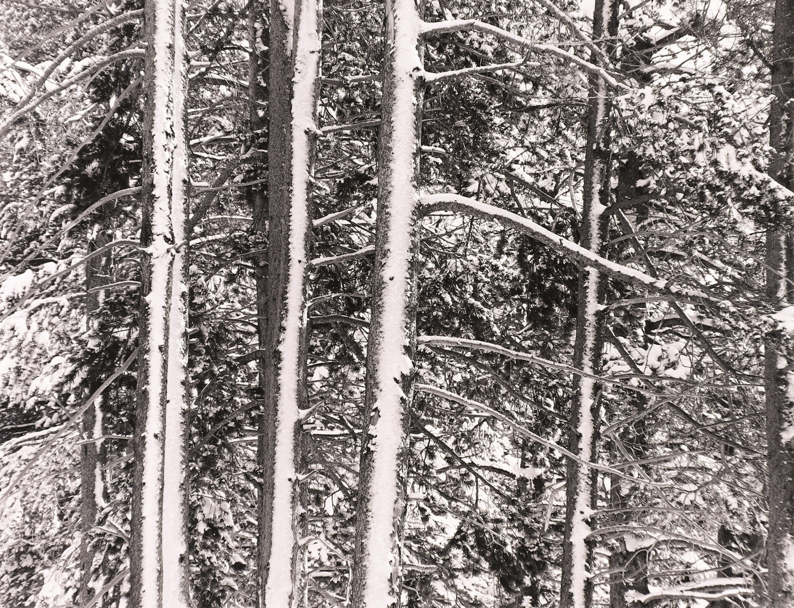 Robert K. Byers, Trees in Snow, Highway 50, Sierras, 1993