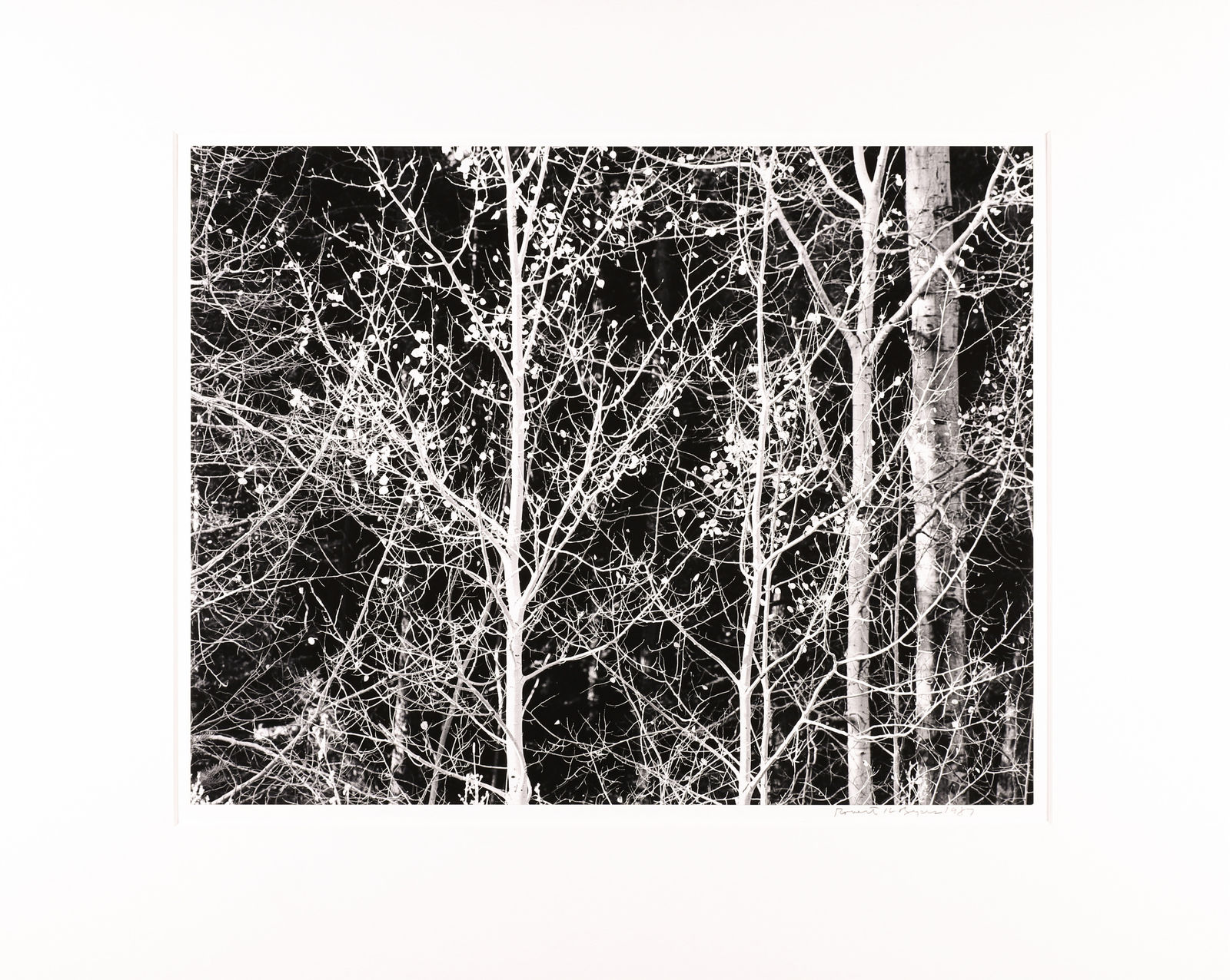 Robert K. Byers, Aspens Near Taos, New Mexico, 1987