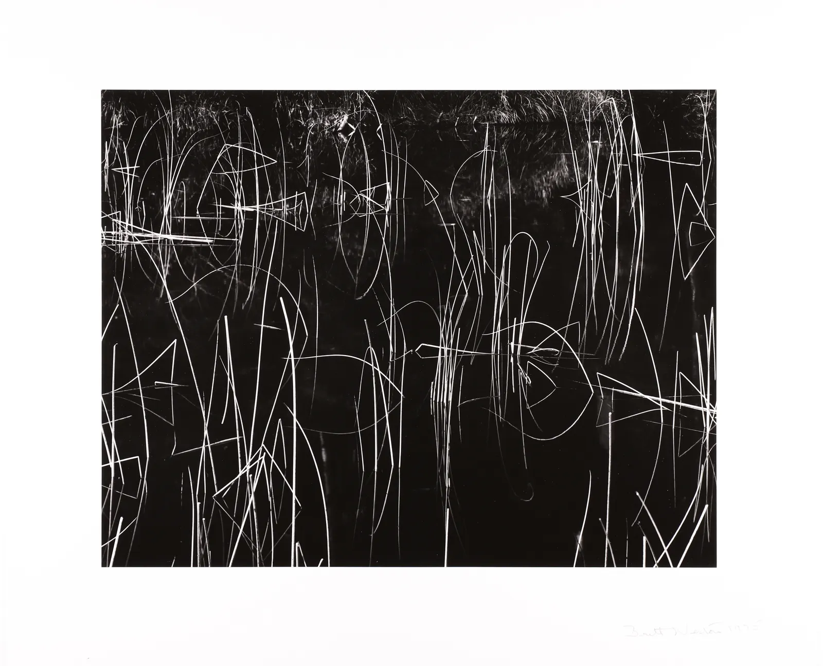 Brett Weston, Reeds, Oregon, 1975