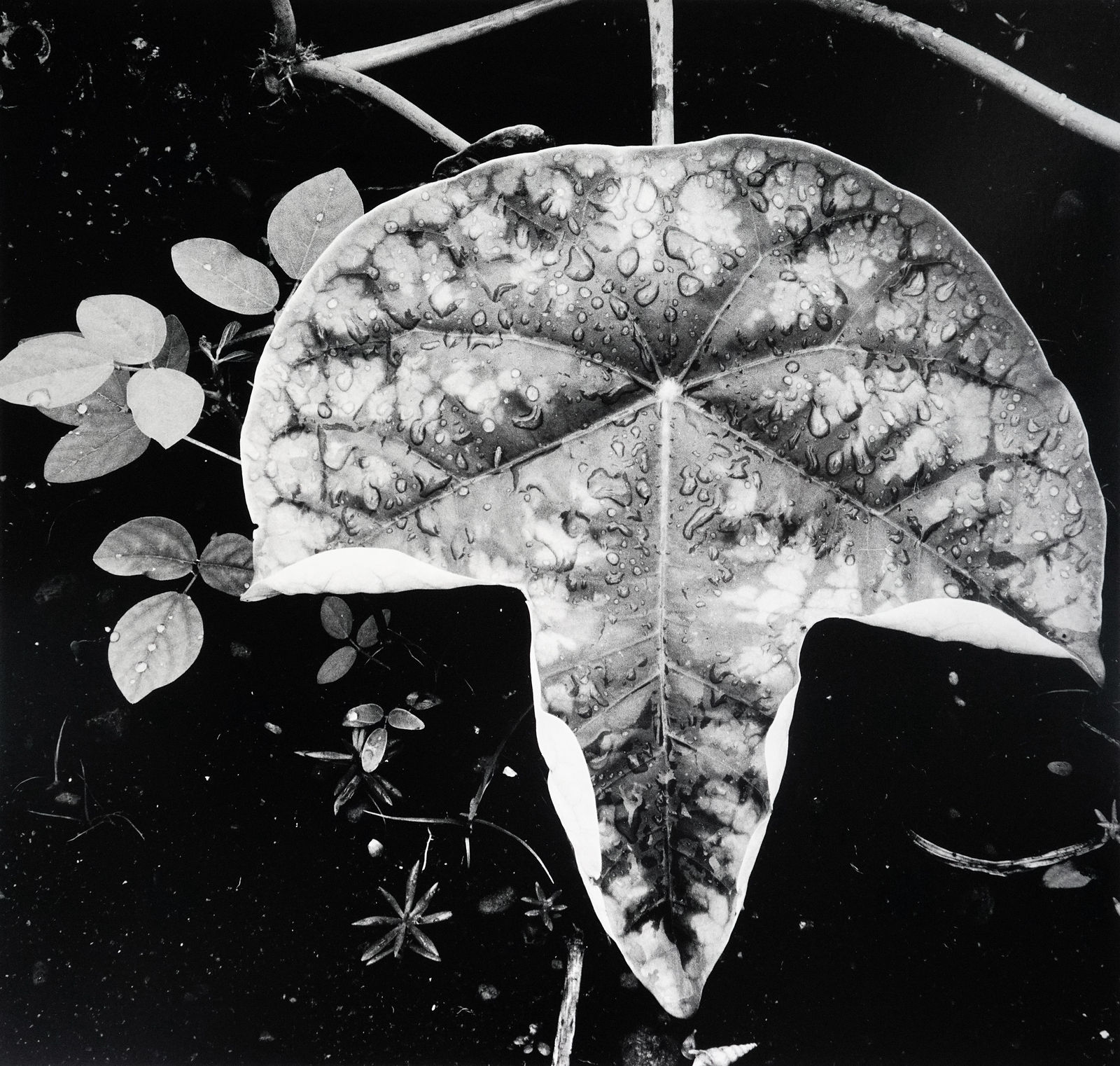 Brett Weston, Leaf and Rain Drops, Hawaii, 1979