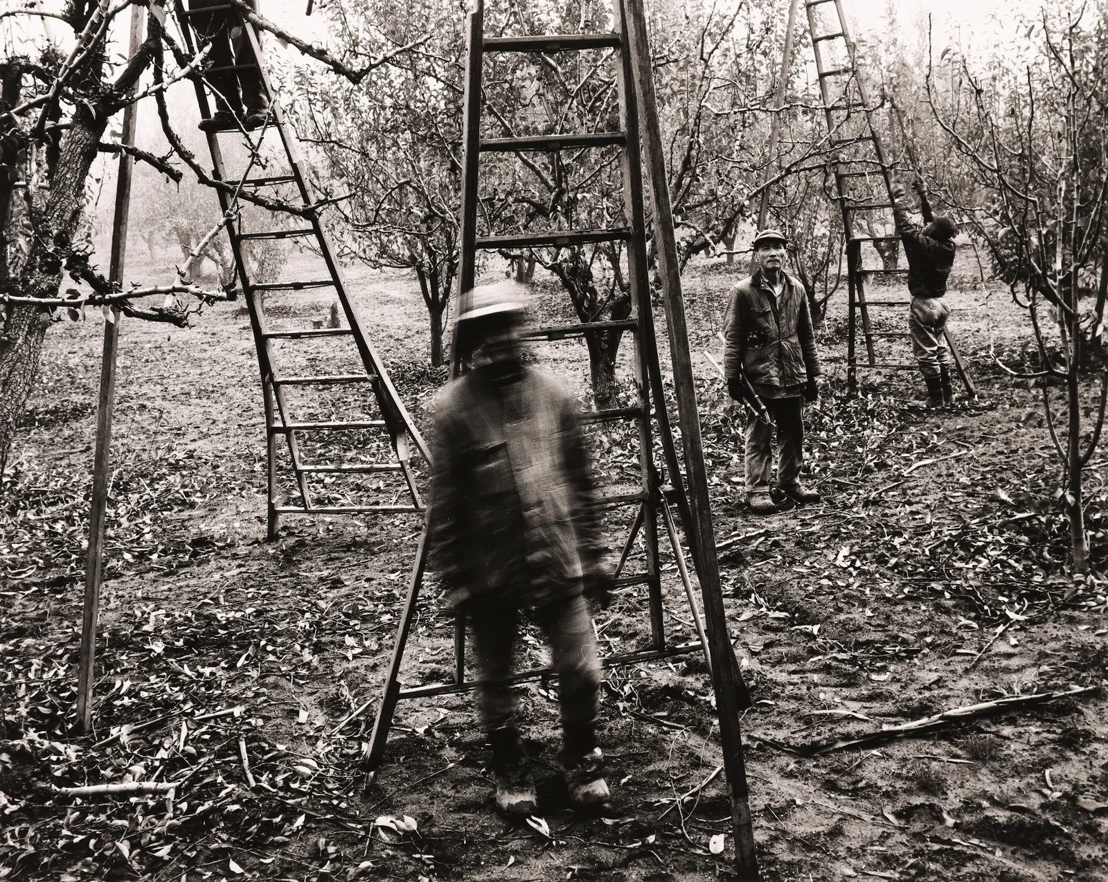 Roger Minick, Pear Pruning, 1967