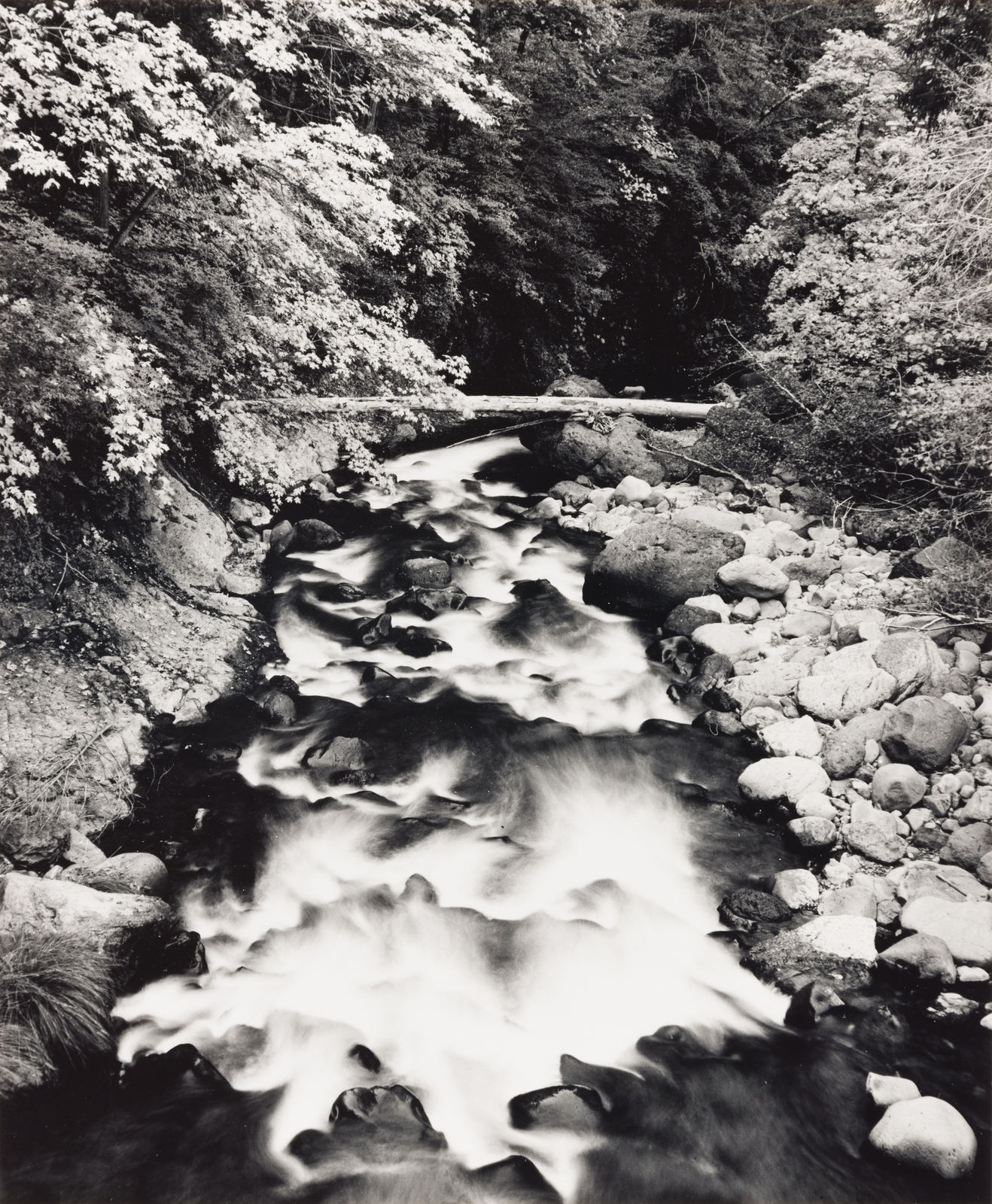 Henry Gilpin, Deer Creek, Yosemite, 1989