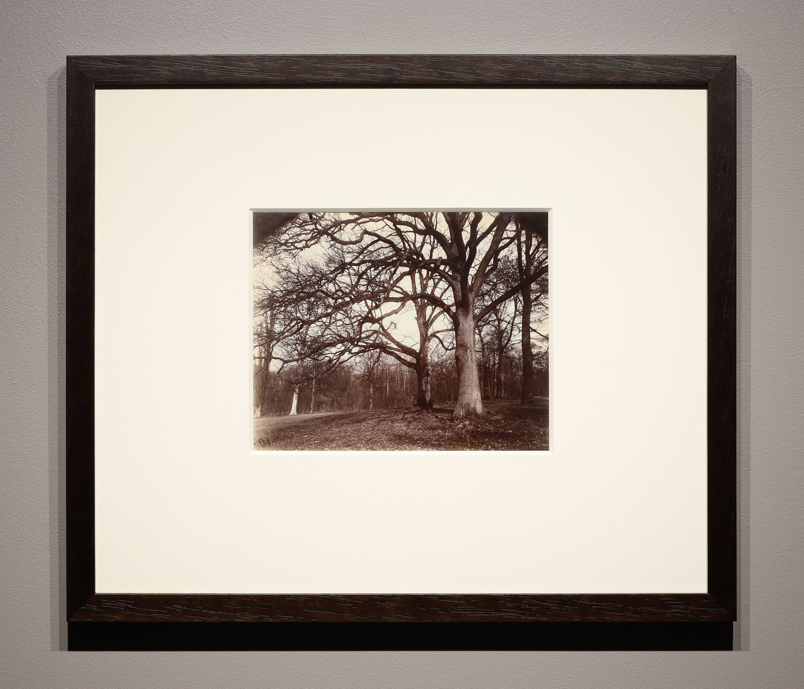 Eugene Atget, Trees, St. Cloud, 1915-19