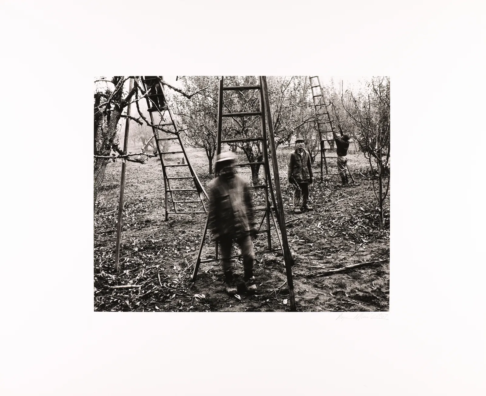 Roger Minick, Pear Pruning, 1967