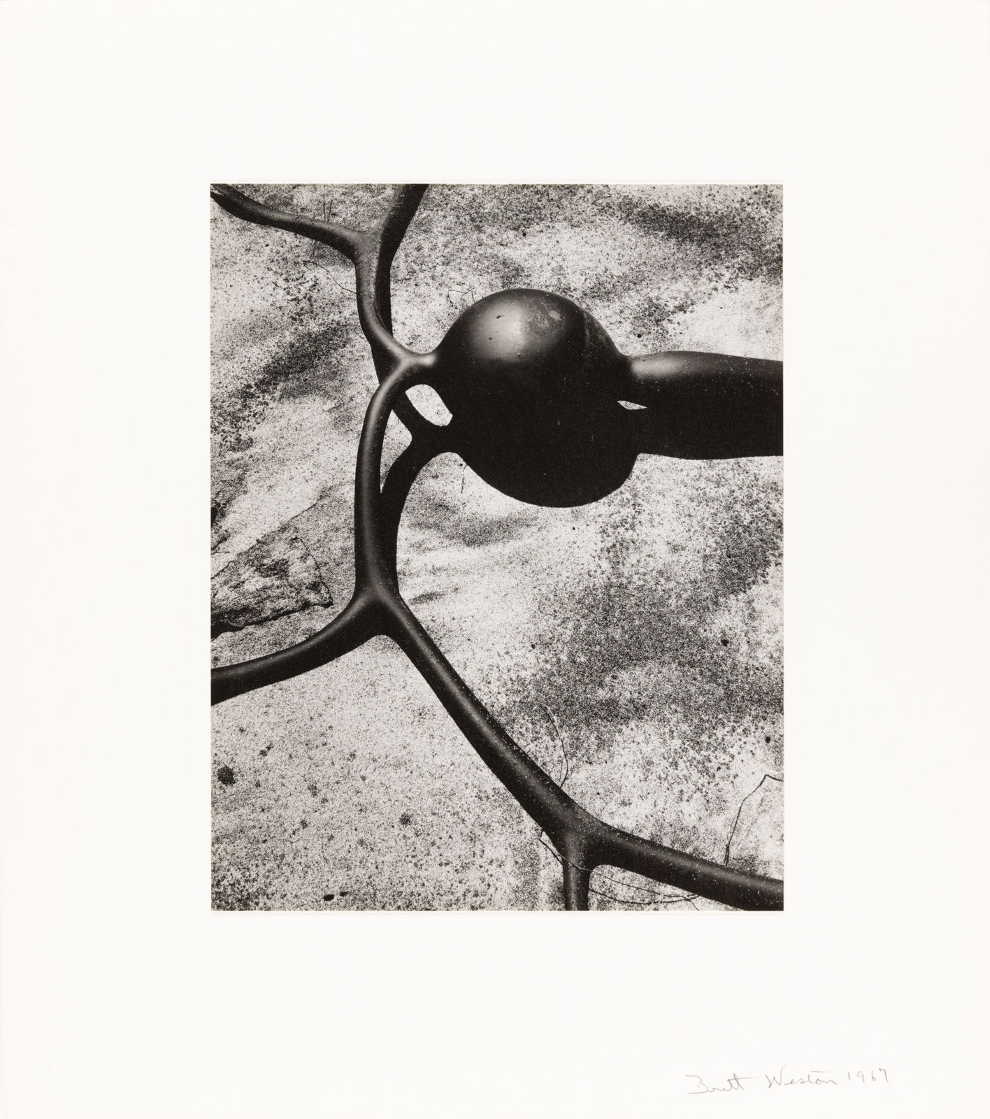 Brett Weston, Kelp, Baja California, 1967