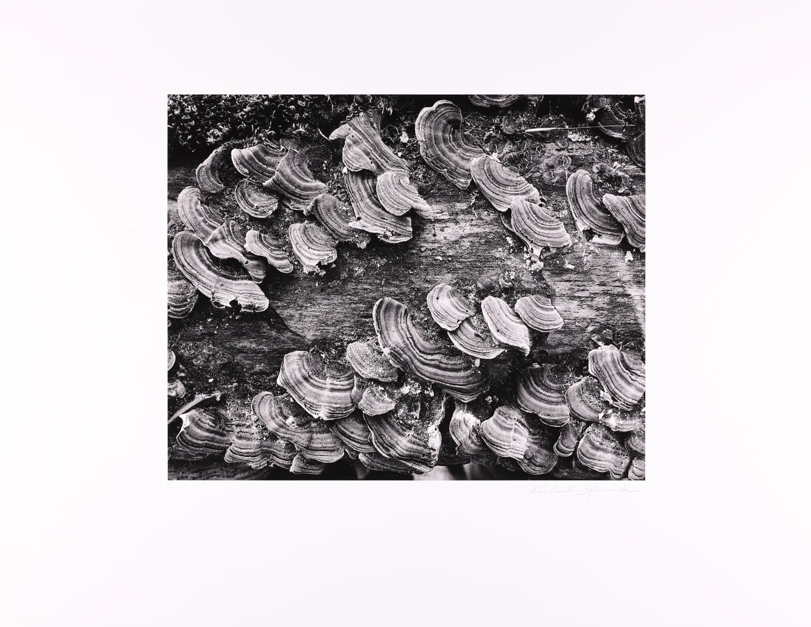 Brett Weston, Garland Memorial Portfolio, 1976