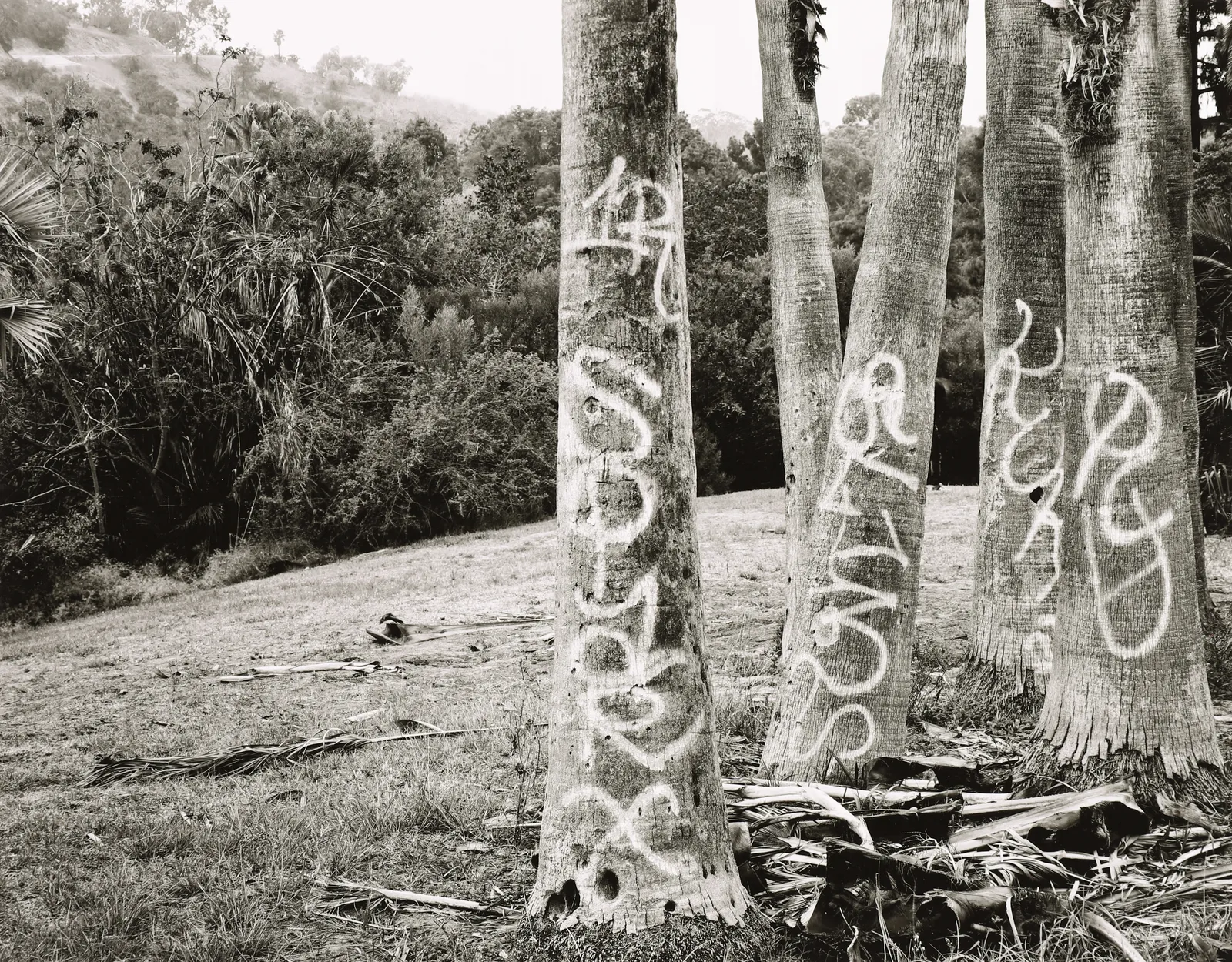 Ryan McIntosh, Elysian Park, Los Angeles, CA, 2020