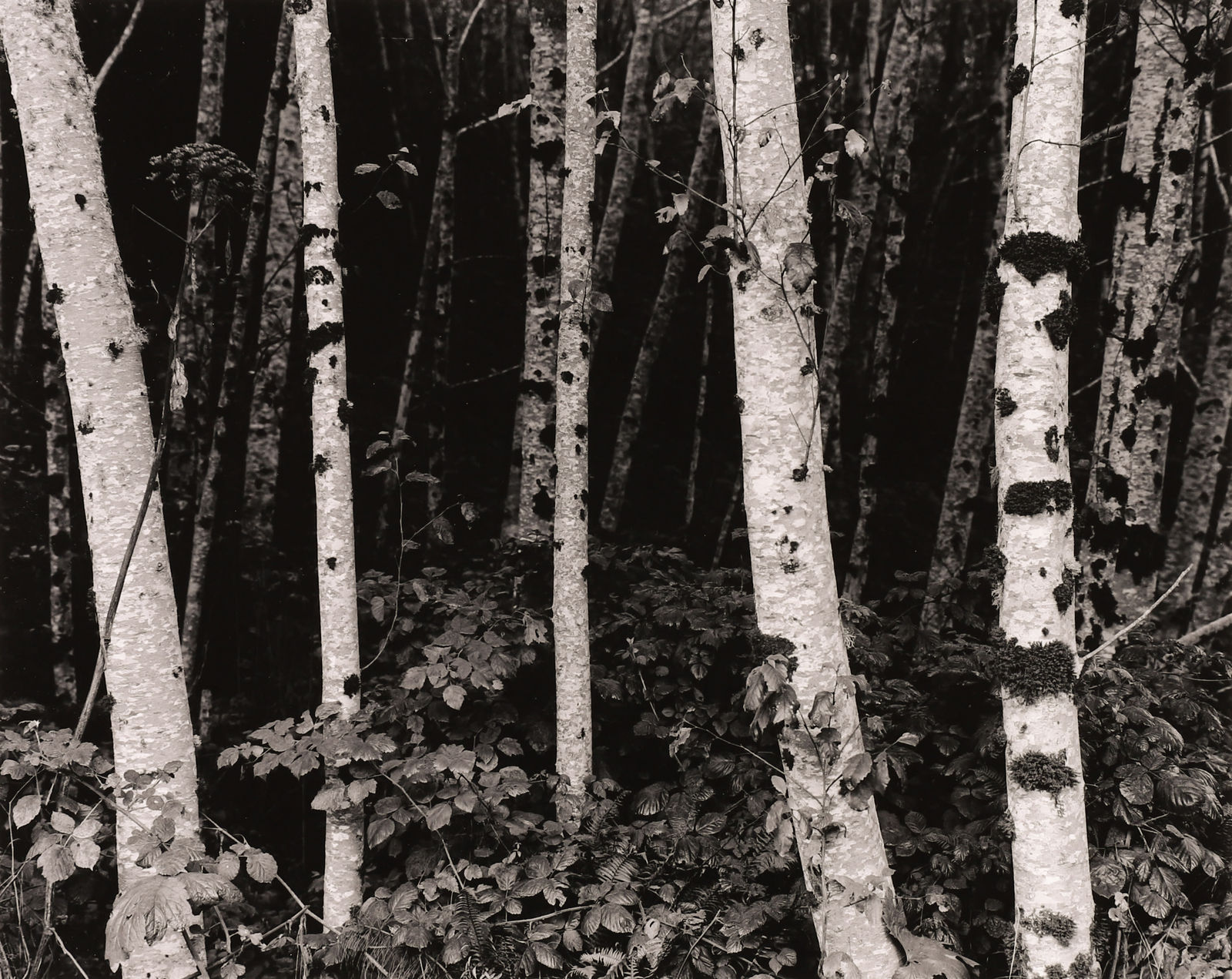 Robert K. Byers, Alders at Redwood NP Near Crescent City, CA, 1987