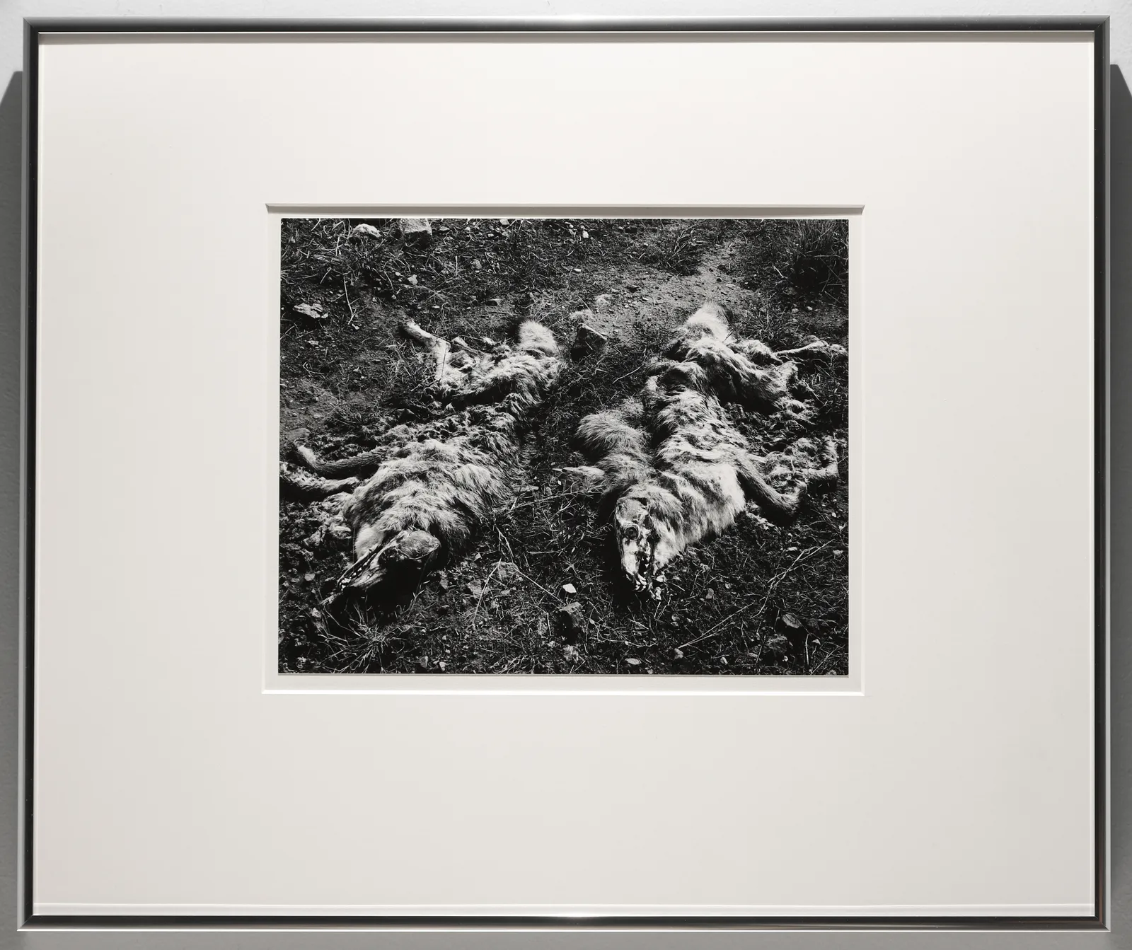 Frederick Sommer, Dead Coyotes, 1941