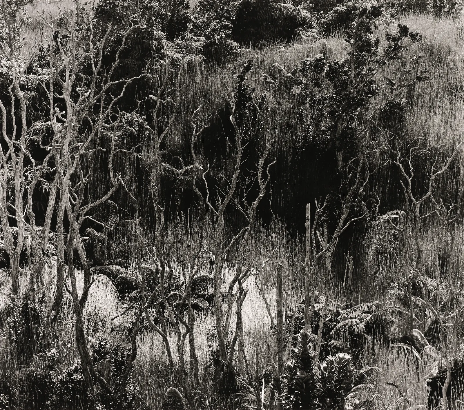 Brett Weston, Landscape, Hawaii, 1958