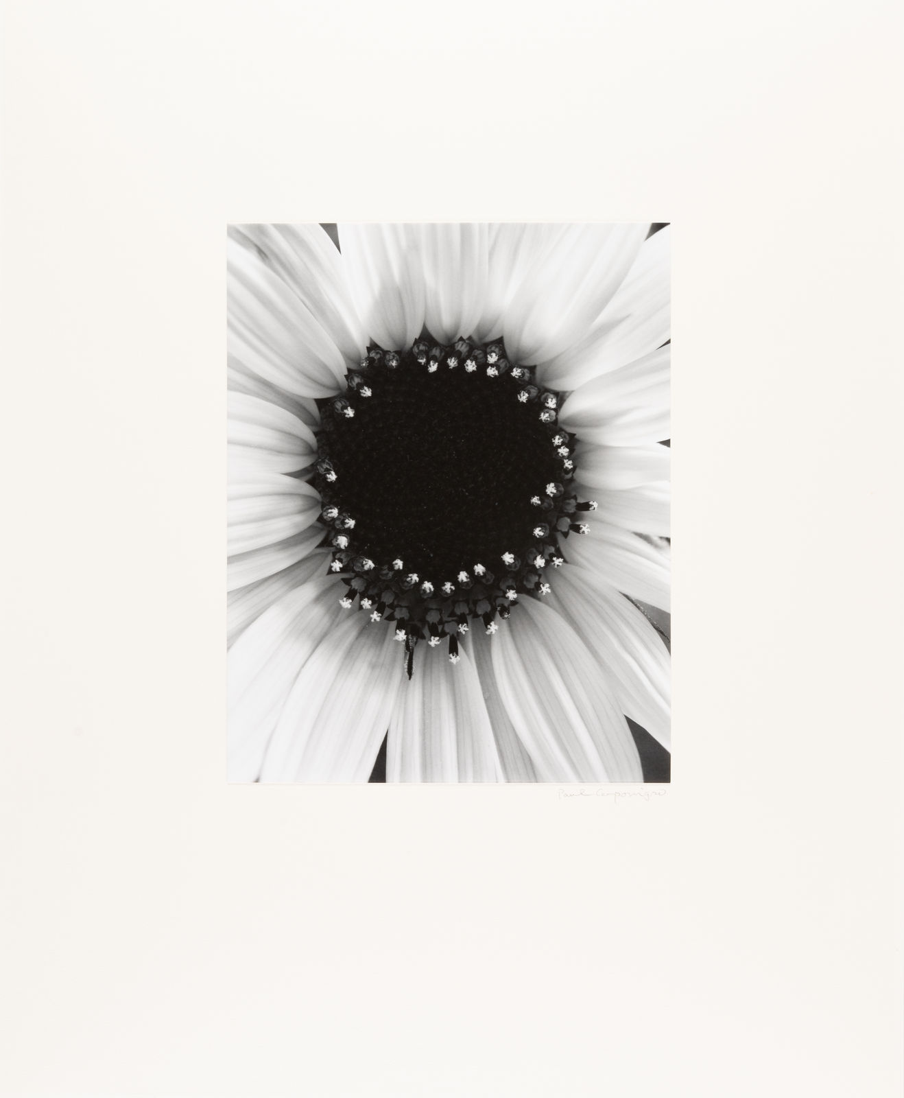 Paul Caponigro, Sunflower, Winthrop, MA, 1965