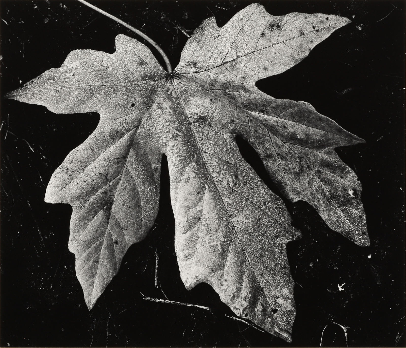 Robert K. Byers, At Garland Ranch, California , 1975