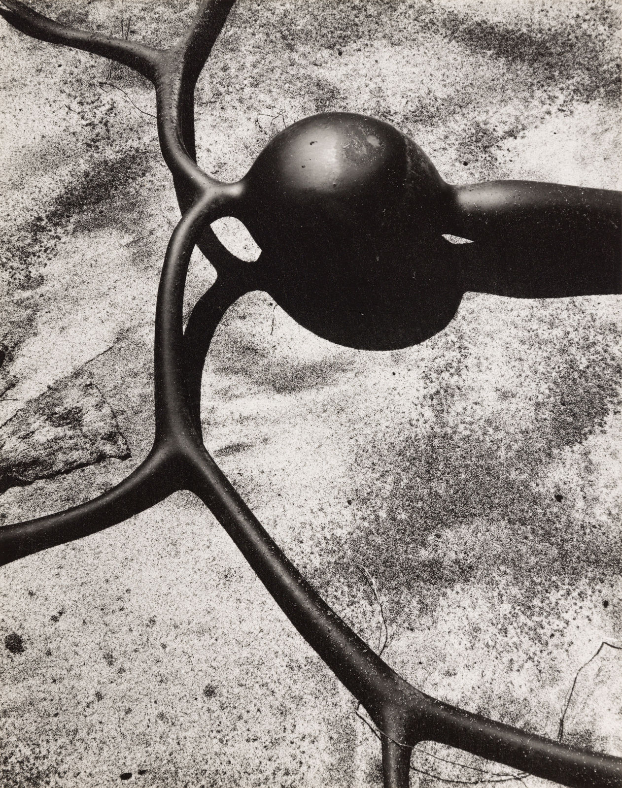 Brett Weston, Kelp, Baja California, 1967