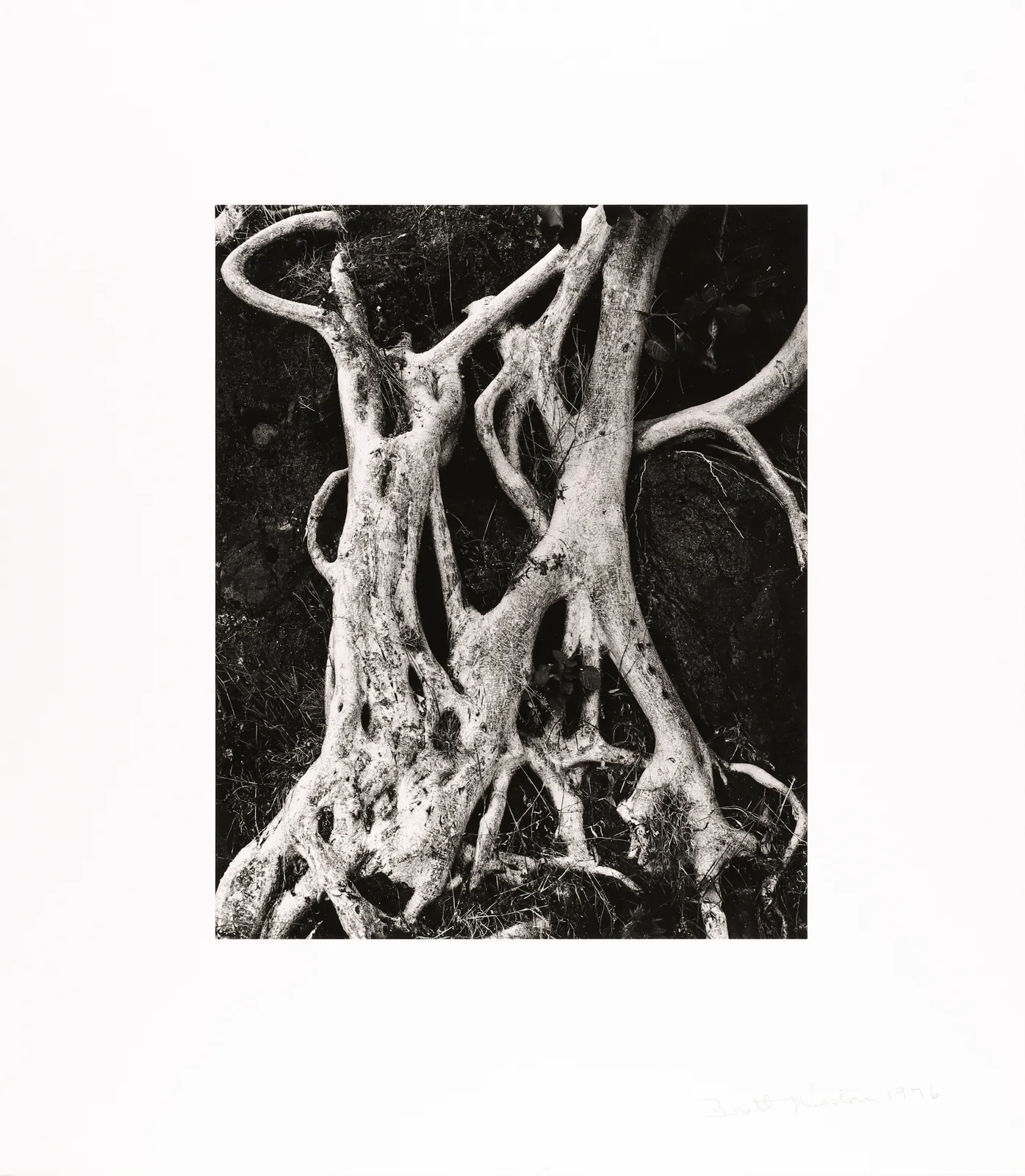 Brett Weston, Tree Roots, Baja, 1976