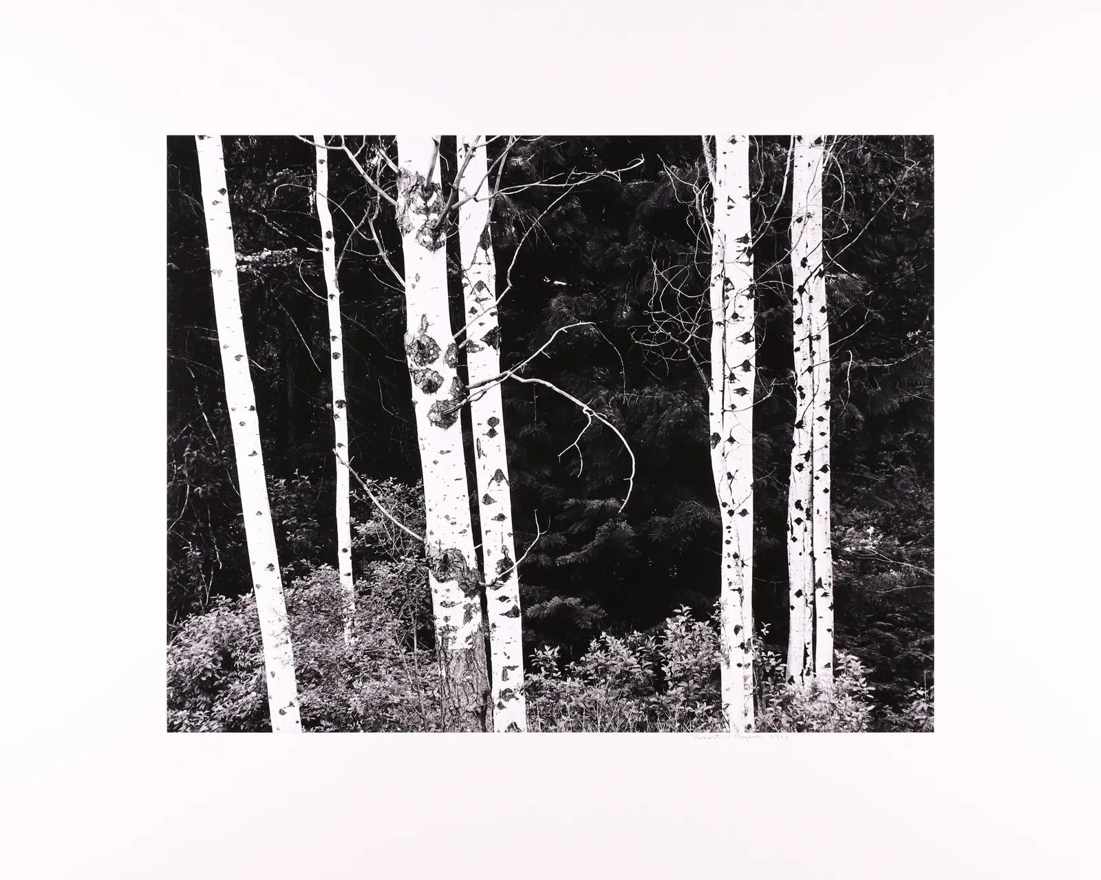 Robert K. Byers, Aspens Near Grand Fork, British Columbia, 1990